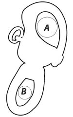 Wichard Yüksek dirençli büyük kulplu mandar kilidi. 105 21 26 1280